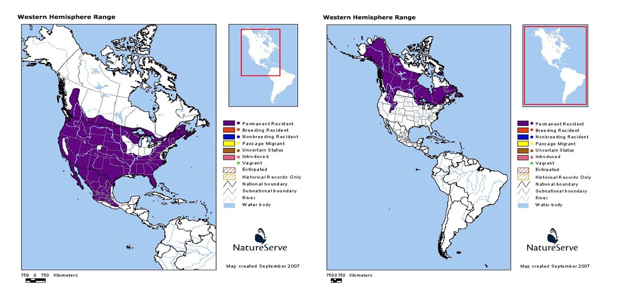 Large Predators: Who Lives in Northern New York and Who Once Did